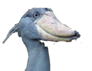 sabot-pelican-risitas-bec