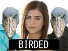 bec-birded-blacked-other-oiseau-en-sabot-deter