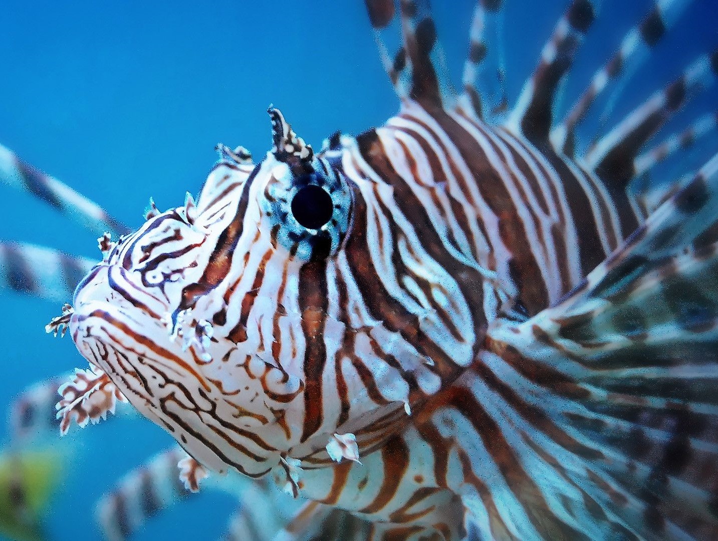 volante ocean mer rascasse venin poisson