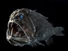 mer-obscurite-fonds-predateur-other-abysses-poisson-ocean-marins