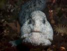 anguille-ocean-poisson-dent-mer-other-loup