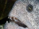 anguille-mer-ocean-poisson-dent-other-loup