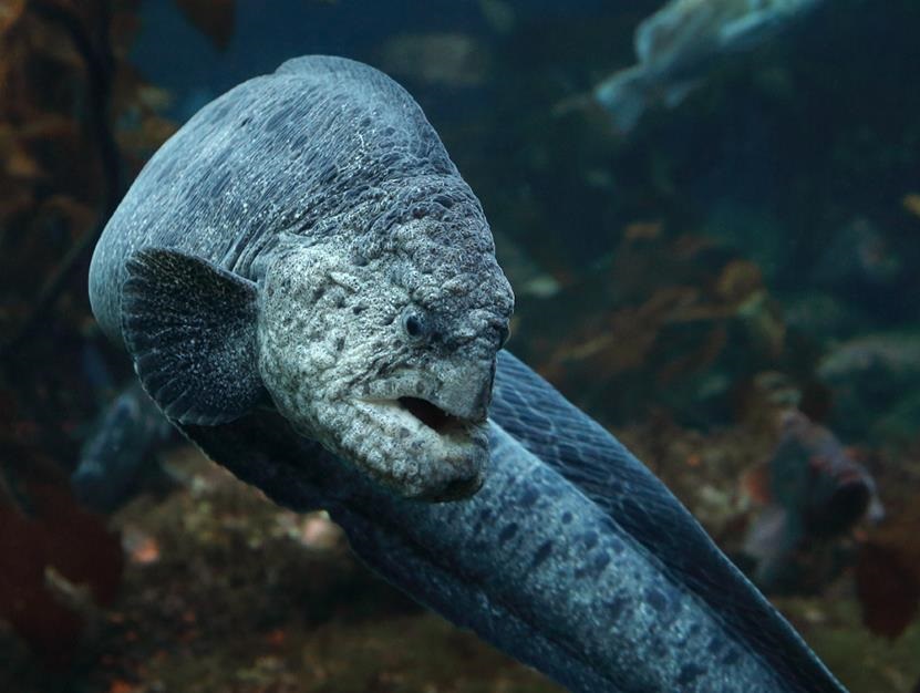 mer ocean loup dent poisson anguille other