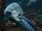 mer-ocean-loup-dent-poisson-anguille-other