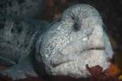 mer-other-loup-ocean-dent-anguille-poisson
