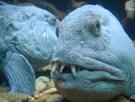 anguille-poisson-loup-dent-mer-other-ocean