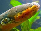 riviere-lac-anguille-fleuve-electrique-other-poisson