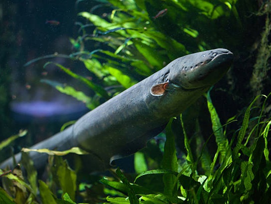 fleuve lac anguille riviere poisson electrique