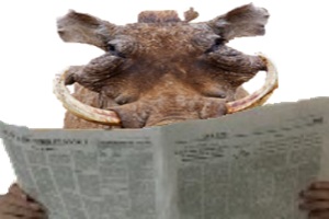 phacochere afrique lion journal savane