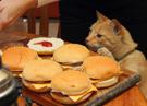 hamburger-cat-risitas-burger