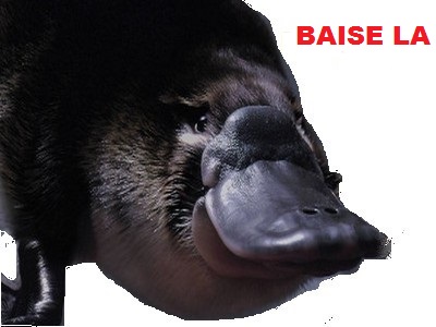 ornitho noir semelle non risitas la canard baise oui