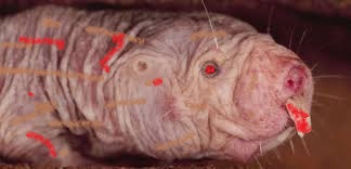 risitas mafia enrage rataupe