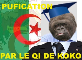 politique risitas algerie koko