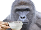 des harambe main larme haineux gorille deter cafe risitas