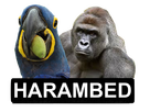 harambed-risitas-gorilled-gorille-deter-harambe-spix