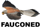 faucon-labeouf-shia-drapeau-fauconed-other-oiseau