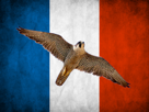 faucon-other-france-drapeau