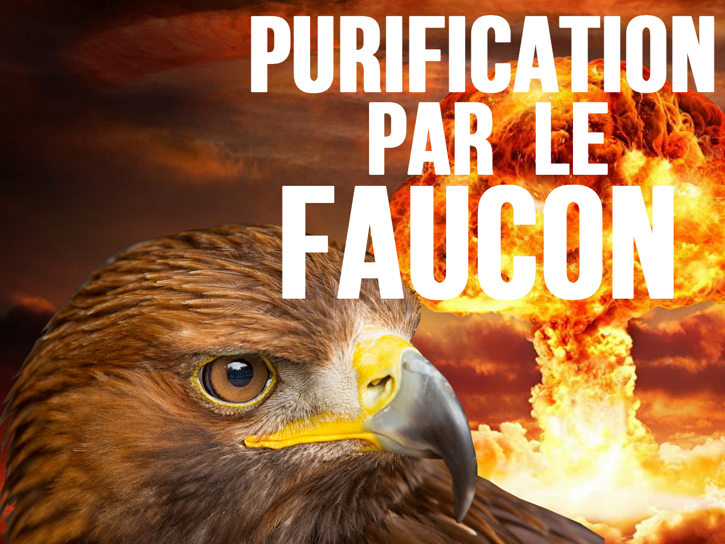 par purification faucon le