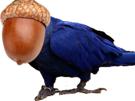 chene-other-macaw-gland-spix-blu