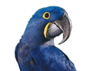 macaw-other-fier-spix-blu-master