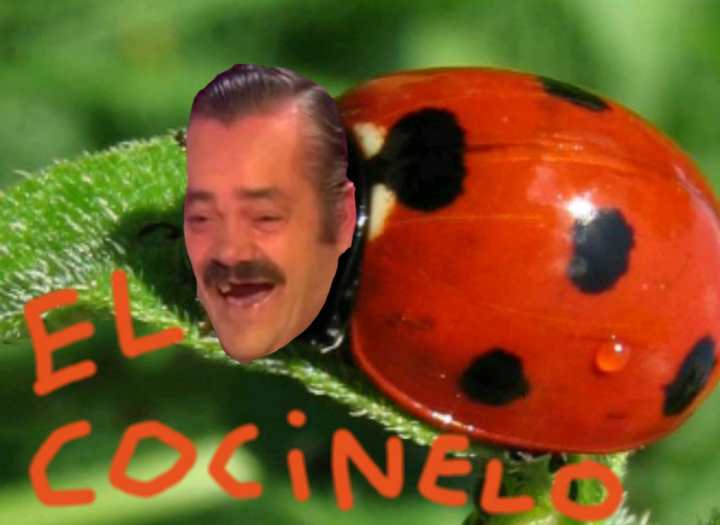 risitas cocinero coccinelle