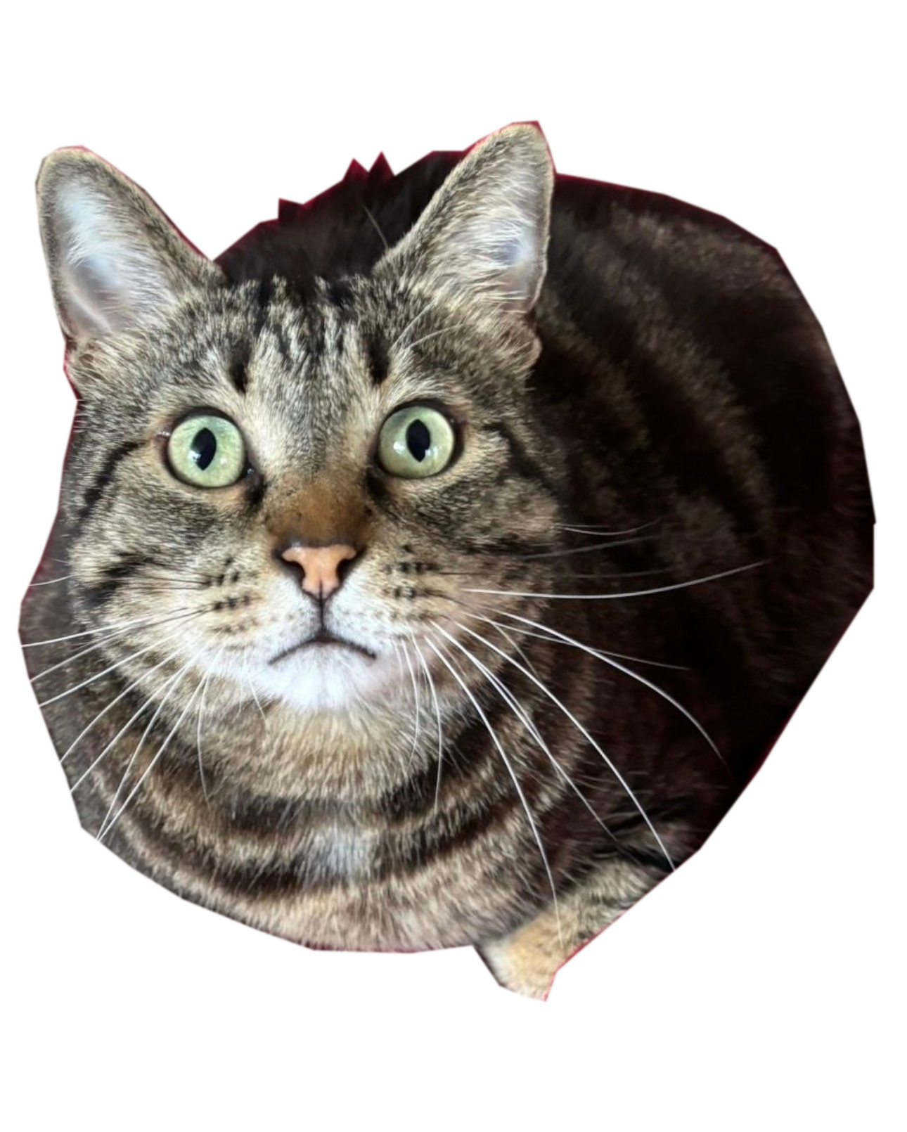 chat mignon hisoka etonne estomaque sur le cul