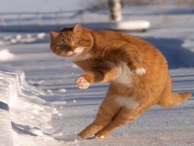 chat saut coup franc foot football neige cpa de pied arrete corner