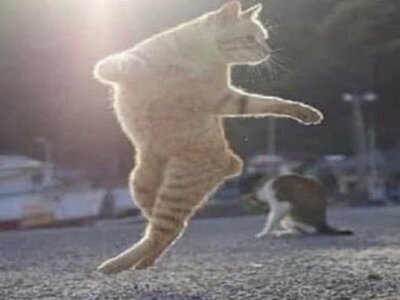 chat saut coup franc cpa de pied arrete corner tete foot football neige