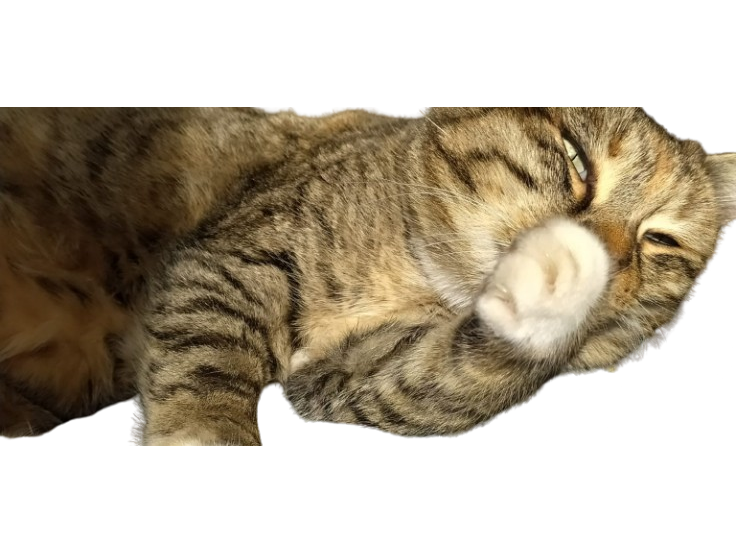 chat hautain rire patte caline sieste