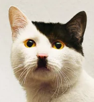 chat-adolf-hitler