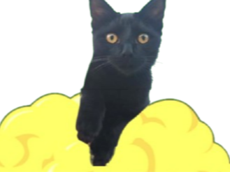 chat mignon noir dragon ball z malenia