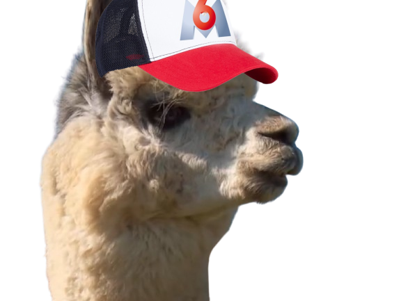 m6u amour est dans le pre alpaga lama