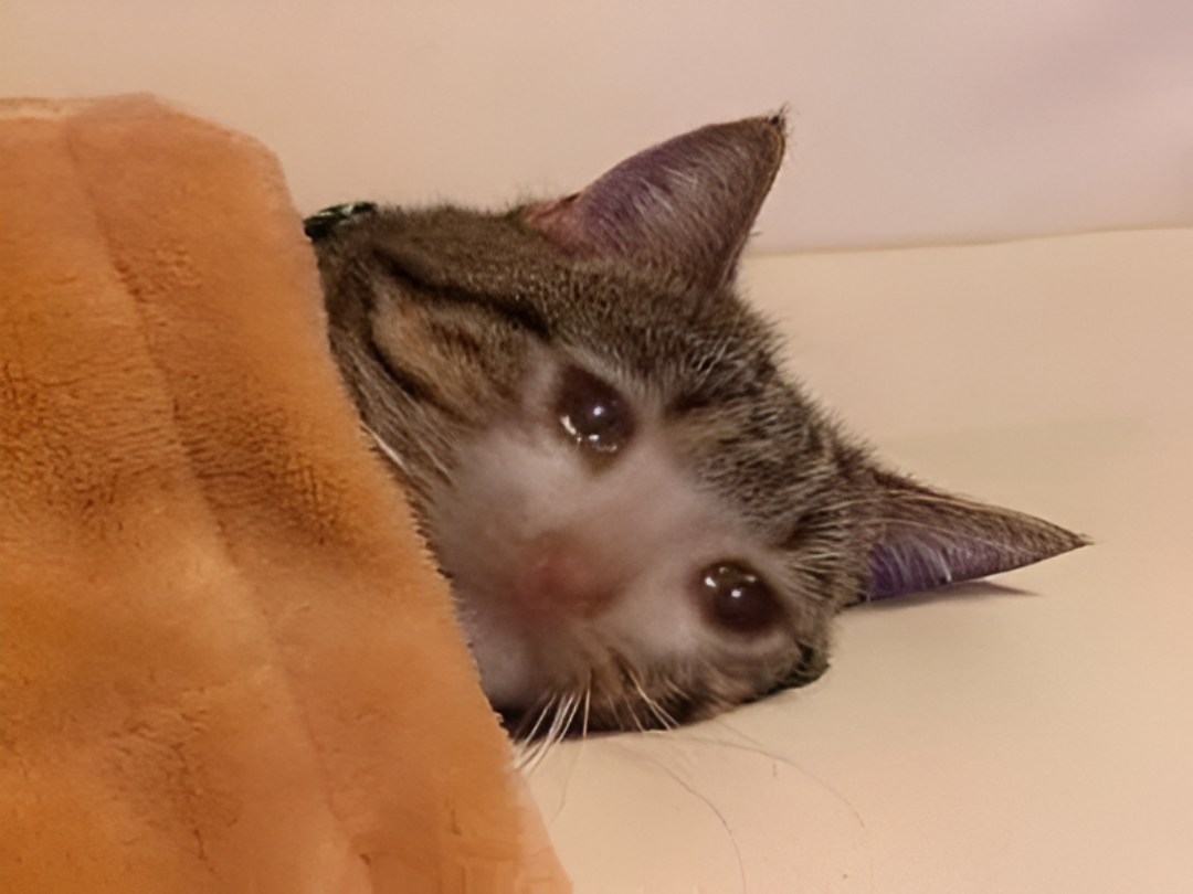 chat triste couche pleure couette lit chagrin larmes chiale minou mignon pauvre chou fucklesgauchos hd