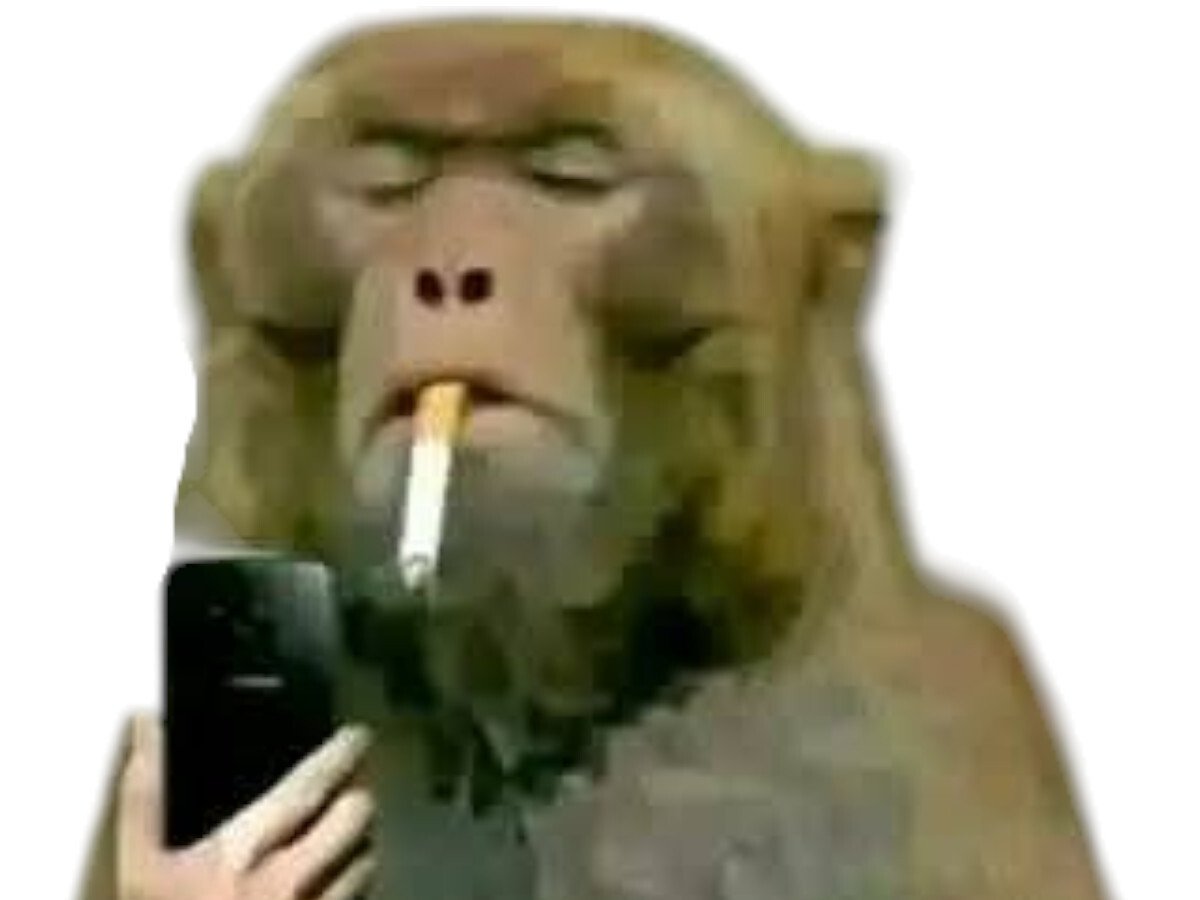 singe telephone fume cigarette condescendant condescendance mepris meprisant hautain juge jugement