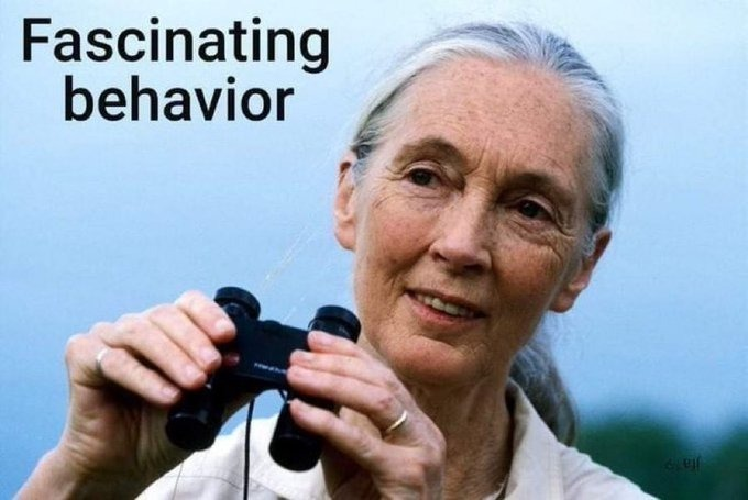 fascinant fascinating behaviour jane goodall singe hurleur gorille sauvage cannibale chance