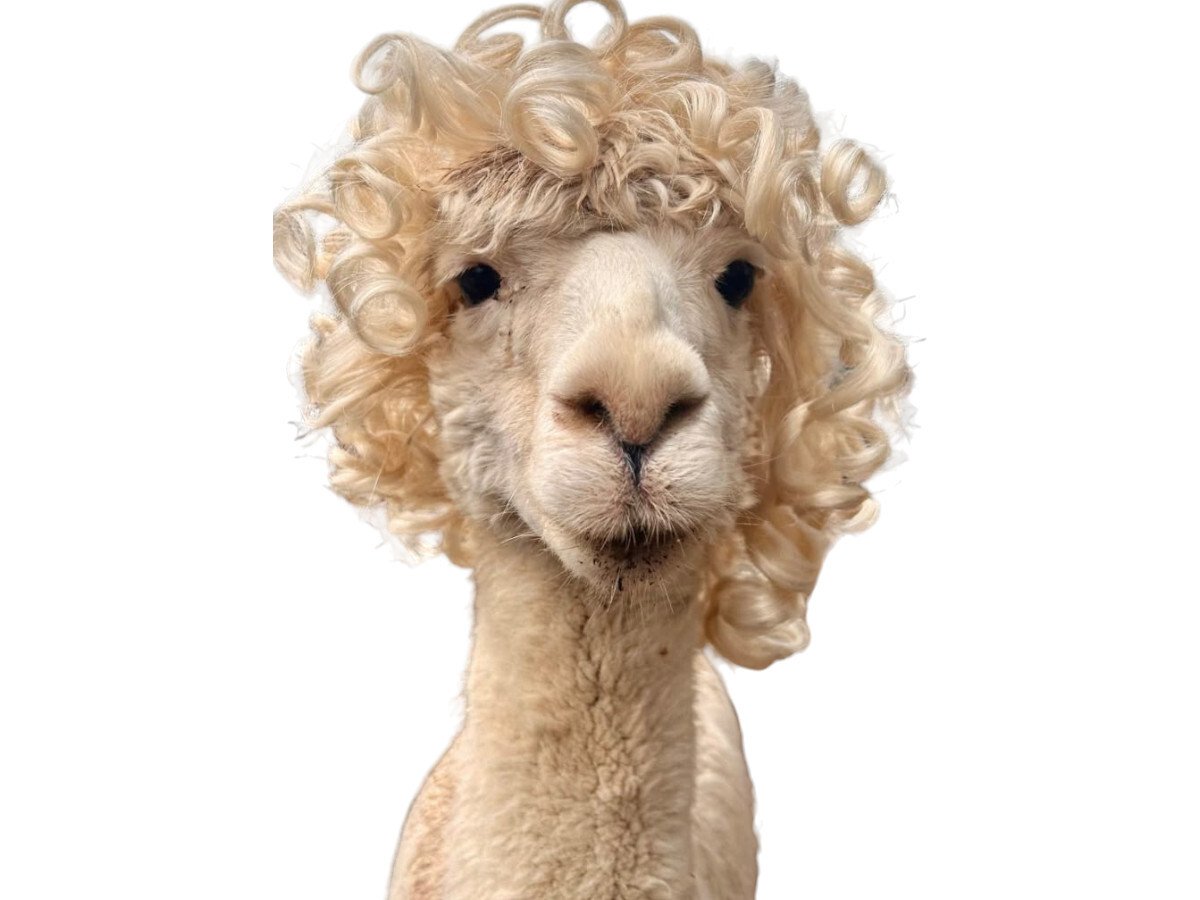 alpaga lama coupe cheveux boucle boucles frise curly zoomer 2000