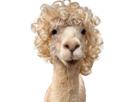 alpaga-lama-coupe-cheveux-boucle-boucles-frise-curly-zoomer-2000