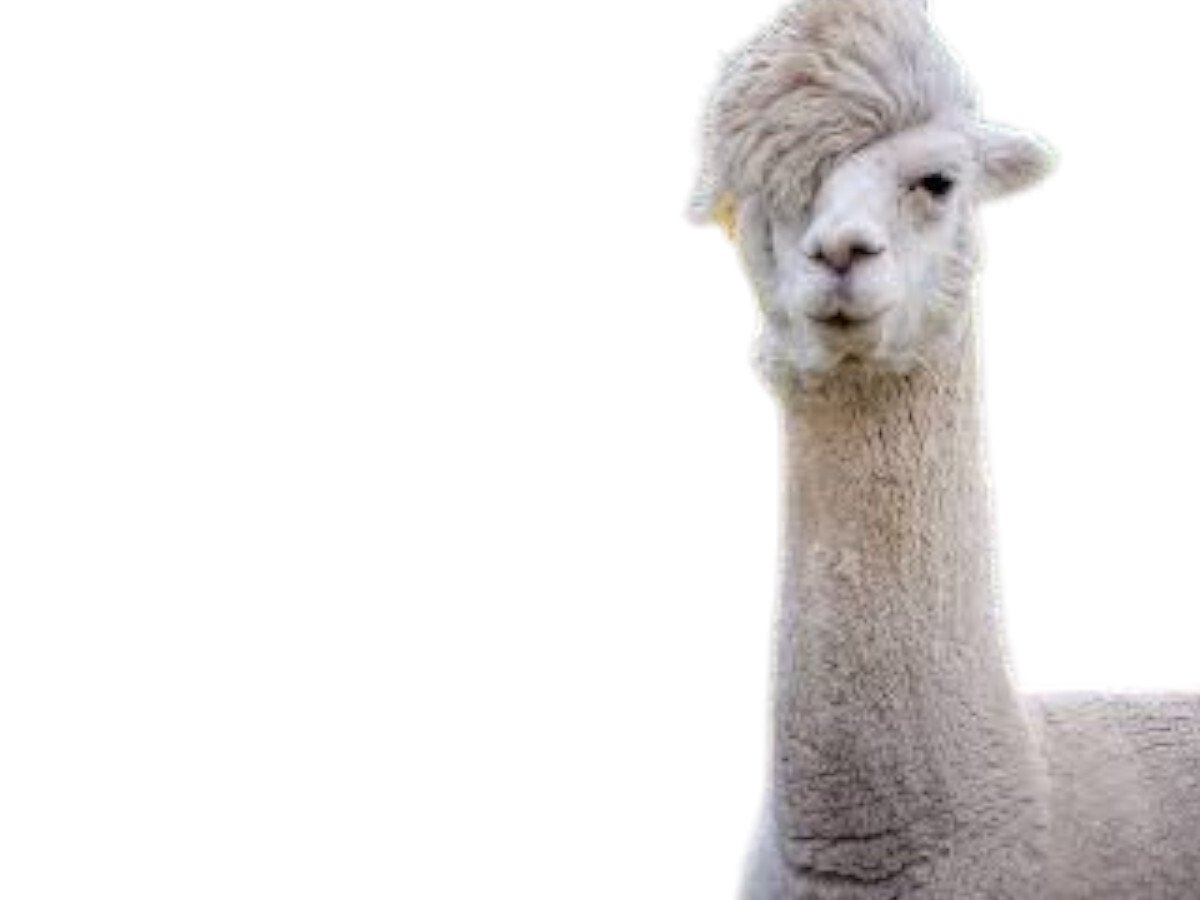 alpaga lama coupe cheveux