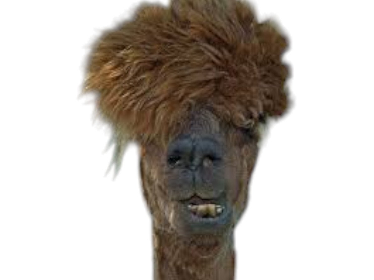 alpaga lama coupe cheveux