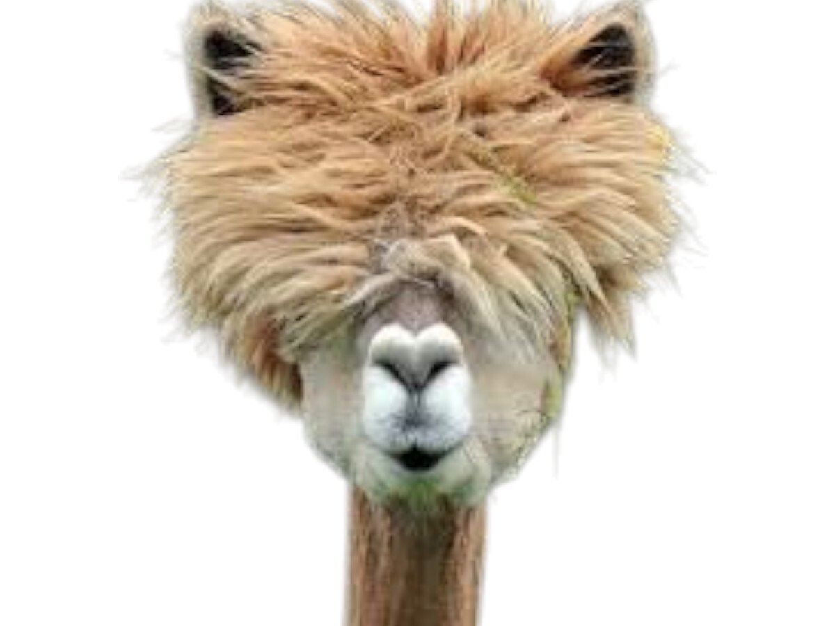 alpaga lama coupe cheveux