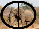 elephant-animal-dans-le-viseur-tir-arme-sniper-fusil-de-chasse-lunette-chasseur-braconnier-braconnage