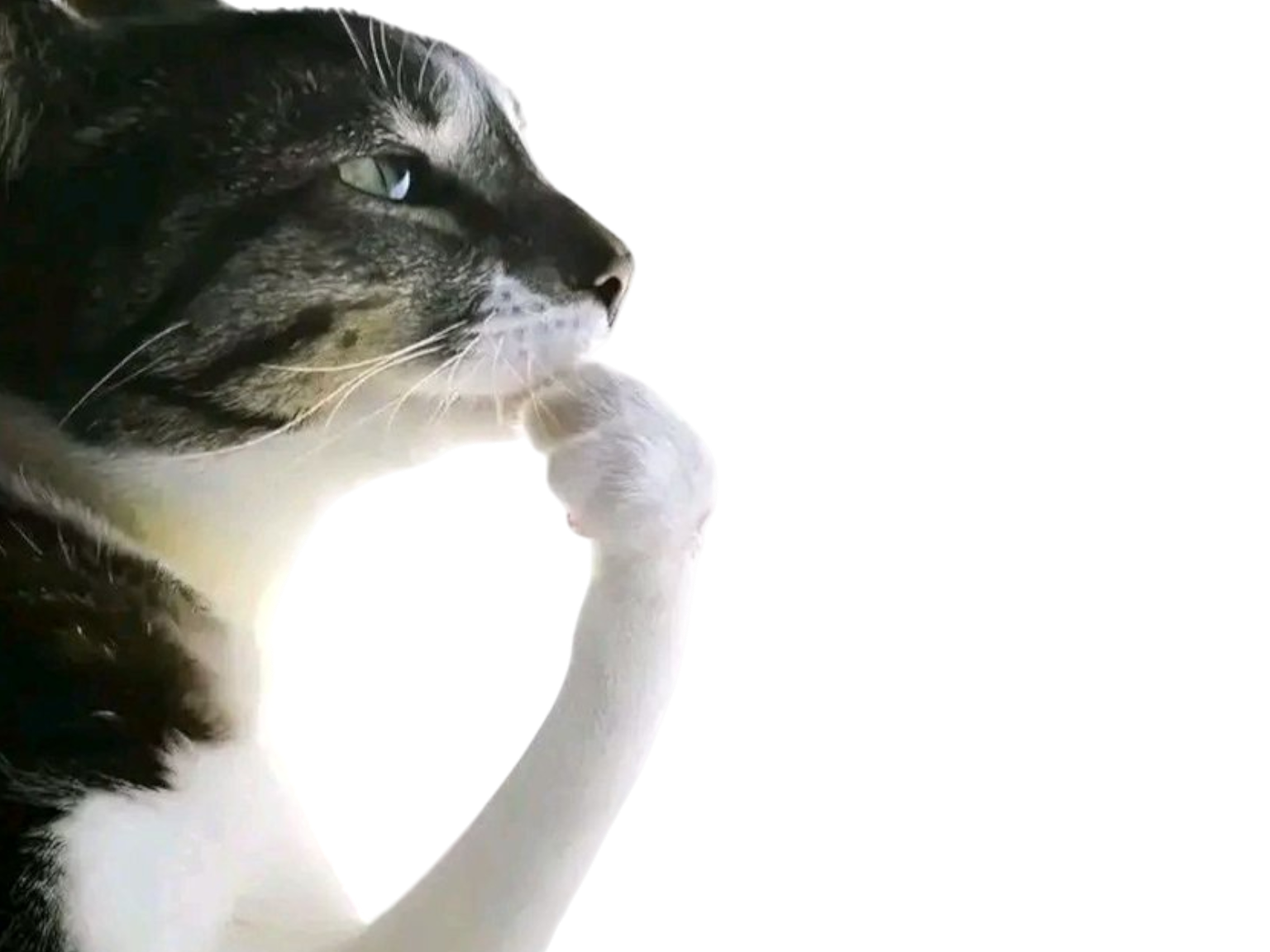 chat le penseur pensif pense reflexion reflechit mmh mmhh attends