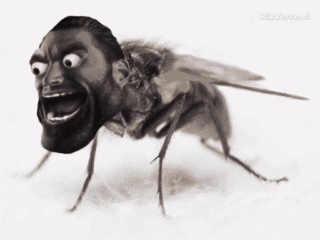 giga chad gigachad sharty soyjak party mouche insecte rire explosion explose