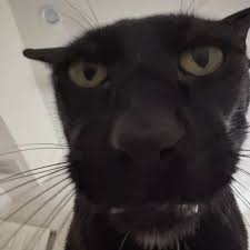 chat noir cat black badass costaud bagarre