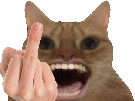 chat-qui-emmerde-doigt-d-honneur