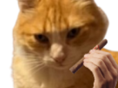 chat roux criminel cigare bezier