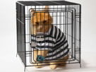 chat-roux-prison-bezier-voisin-cage-bracelet-residence-remy-minette