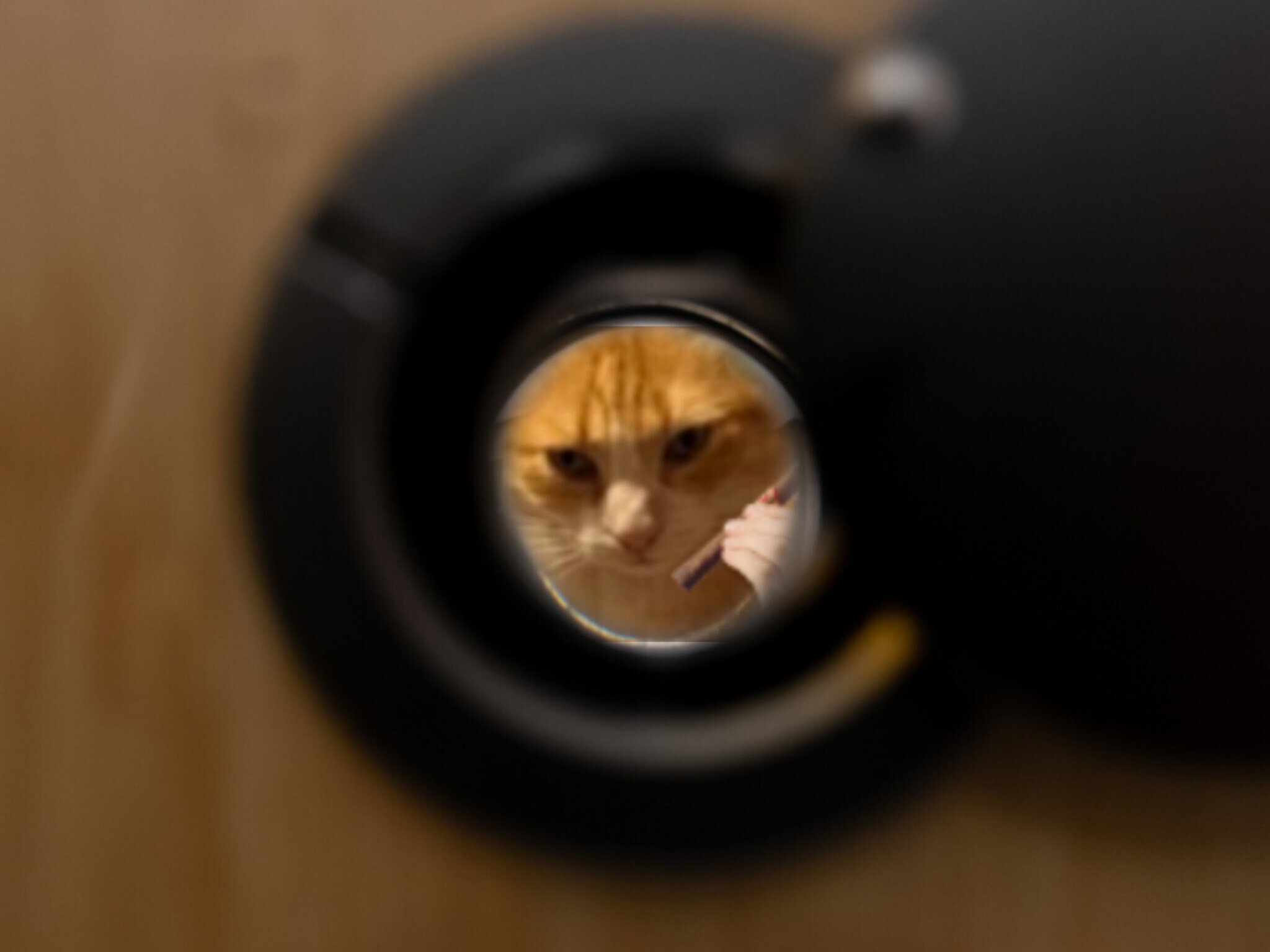 chat judas optique porte sort amende remi