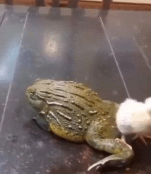 avale dej goute midi pred plat dine yum gobe meal 4h slurp chick gren crap