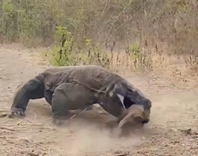 avale dej goute midi pred plat dine yum gobe meal 4h slurp hungry drag veau